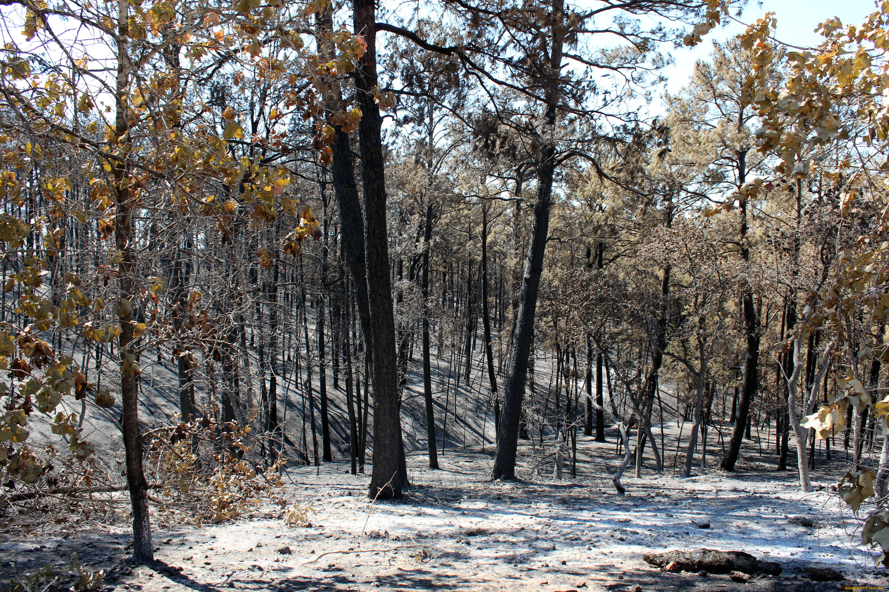 , , bastrop, state, park, texas